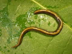 Cientistas descobriram que animais de estimação ajudam a espalhar vermes invasivos