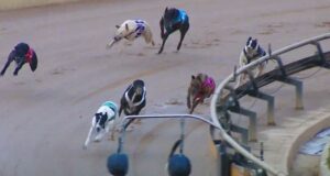 Greyhound Baba Bear morreu em uma debulhadora três meses após seu nascimento; As licenças dos instrutores são revisadas