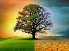 As alterações climáticas estão a acelerar, mas a natureza está a abrandar