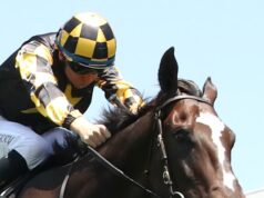 Recursos segregados por corrida e resultados preliminares para Rosehill na quarta-feira