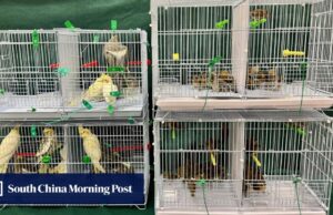 112 aves foram presas por importar ilegalmente HK$ 15 mil