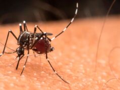 Os casos de chikungunya aumentaram e Salta permanece em alerta devido à situação