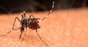 Os casos de chikungunya aumentaram e Salta permanece em alerta devido à situação