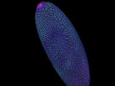 Mapas 3D incríveis mostram DNA estruturado antes da vida ‘ligar’