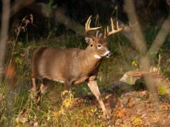 Uma petição para proibir a caça no Oregon ganhou impulso na votação de novembro.
