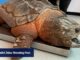 Apelo por leis mais rigorosas de bem-estar animal após tartaruga invasora em Hong Kong
