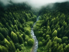 As florestas estão a mudar rapidamente e os cientistas estão profundamente preocupados