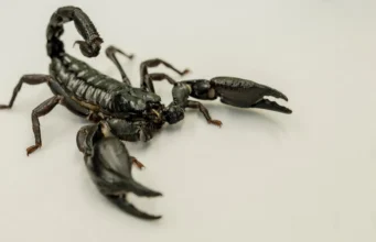 Um novo mapa mostra onde os escorpiões mortais têm maior probabilidade de atacar