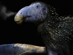 Dinossauro de 125 milhões de anos com espinhos ocos nunca antes vistos descoberto na China