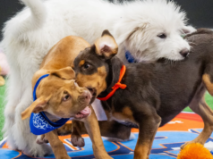 Como assistir Puppy Bowl 2026 sem TV a cabo: transmissão online gratuitamente