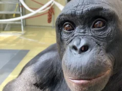 A festa do chá imaginária do bonobo reescreve o que sabemos sobre imaginação