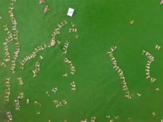 Quase 2.000 pessoas flutuaram na Cobra Chiquita para quebrar o recorde mundial