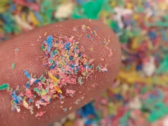 Microplásticos chegaram ao único inseto nativo da Antártica