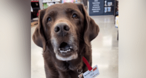 Corações derretem em Labrador com evento incomum no sábado: ‘Funcionário do Mês’