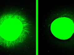 Uma medula espinhal humana cultivada em laboratório cura após ser ferida por um grande avanço