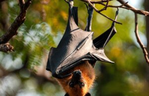 Vírus oculto de morcego confundido com inchaço cerebral de Nipah está ‘infectando pacientes silenciosamente’