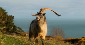 A cabra irlandesa antiga existe há 3.000 anos