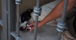 Eles relatam que criminosos envenenam cães para roubo no bairro Parque del Río I