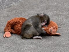 Ikea Plushie de Punch Boy Monkey está sendo vendido por centavos no eBay