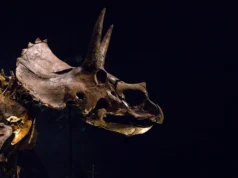 O Triceratops tinha um nariz gigante que pode ter esfriado sua enorme cabeça