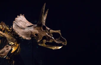 O Triceratops tinha um nariz gigante que pode ter esfriado sua enorme cabeça