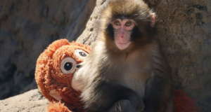 Bebê macaco abandonado ‘Punch’ atrai multidões ao zoológico japonês
