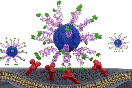 Esta vacina contra o HPV reprojetada ensina as células T a caçar o câncer