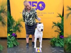 Toki, o Bulldog Córdoba Argentino, fez história em Westminster 2026