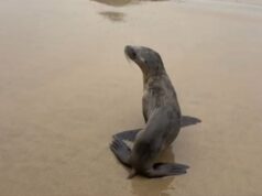 VÍDEO: Bebês focas são vistos batendo as asas em Cannon Beach