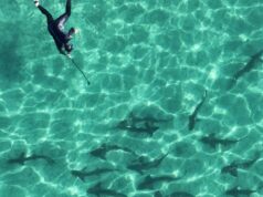 Os ataques de tubarão aumentaram em 2025, e a única morte nos EUA ocorreu na Califórnia