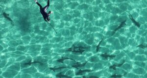 Os ataques de tubarão aumentaram em 2025, e a única morte nos EUA ocorreu na Califórnia