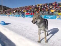 um cão lobo entrou no percurso, cruzou a linha de chegada e farejou um esquiador argentino