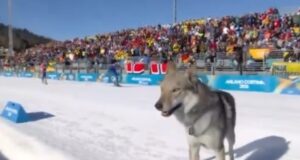 um cão lobo entrou no percurso, cruzou a linha de chegada e farejou um esquiador argentino