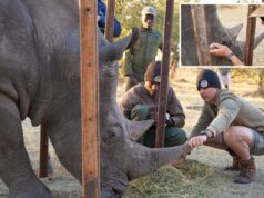 Ambientalistas na Flórida salvam a visão de um rinoceronte africano ameaçado de extinção com ‘olhos sangrando’