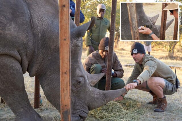 white-rhino-eye-treatment-florida-zoo-comp.jpg