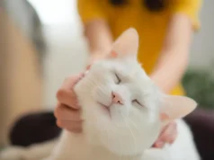 O ronronar do seu gato diz mais do que você pensa