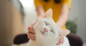 O ronronar do seu gato diz mais do que você pensa