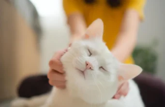 O ronronar do seu gato diz mais do que você pensa