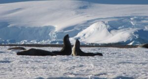 Pior cenário: mudança climática causa danos irreversíveis à Antártica, alertam cientistas