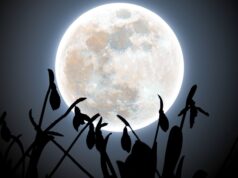 Foto de inverno da lua cheia de neve de fevereiro brilhando atrás dos flocos de neve