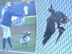 O jogo de beisebol entre UCSB e LMU foi adiado devido a um pelicano gigante