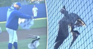 O jogo de beisebol entre UCSB e LMU foi adiado devido a um pelicano gigante