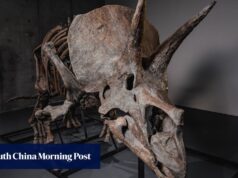 ‘Bandeja’ de esqueleto de Triceratops será leiloada enquanto o mercado de dinossauros dispara