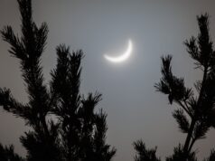 Será que esses abetos realmente “previram” o eclipse solar? Os cientistas estão divididos