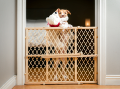 Cachorrinho sai de casa sozinho pela primeira vez As imagens da câmera do pet não decepcionam.