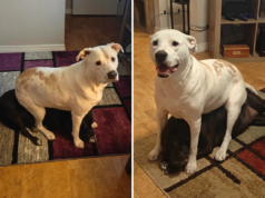 Os cães mais velhos tornam-se irmãos mais novos. O proprietário ficou surpreso com o que se seguiu: ‘Eu me sinto péssimo’