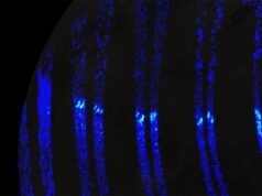 Auroras na lua gigante de Júpiter, Ganimedes, parecem as luzes do norte da Terra, revela nave espacial da NASA