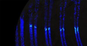 Auroras na lua gigante de Júpiter, Ganimedes, parecem as luzes do norte da Terra, revela nave espacial da NASA