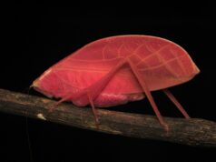 Afinal, este inseto rosa não é um “mutante estranho e raro”
