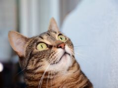 A internet está começando a travar. Porque os gatos têm suas próprias experiências de montanha-russa.